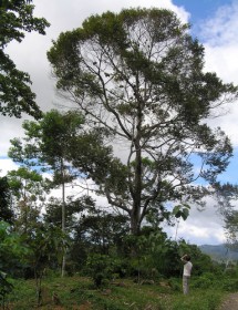 durian-tree