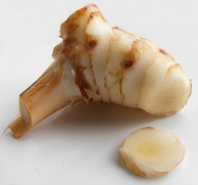 galangal-1