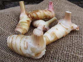 galangal-2