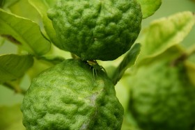kaffir-lime-1 (2)