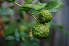 kaffir-lime-1 (3)