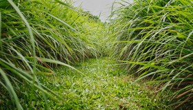 lemongrass (5)
