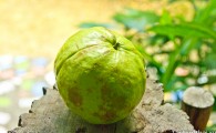 Гуава (Farang, ฝรั่ง) 