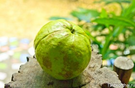 Guava-1