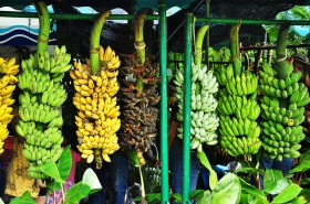 Thai-Banana-4