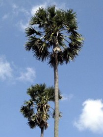 palm-sugar (4)