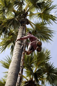 palm-sugar (6)