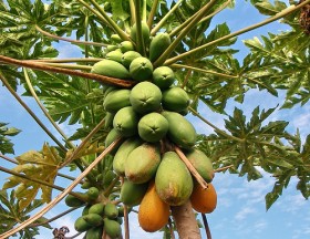 papaya (10)