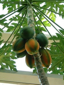 papaya (6)