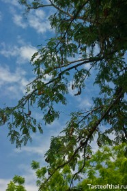 tamarind (5)