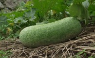 Зимняя дыня (Winter melon) 