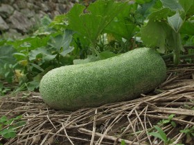 winter_melon