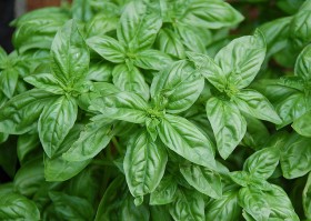 basil