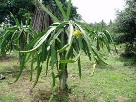 dragonfruit (2)