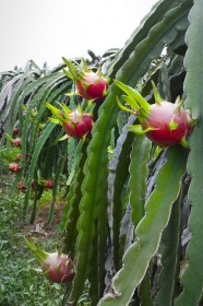 dragonfruit (4)