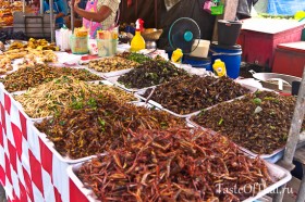 Insects-1
