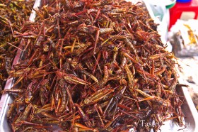 Insects-2