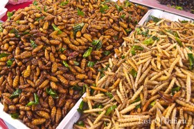 Insects-4