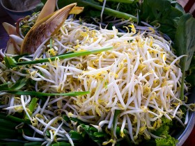 bean-sprouts (1)