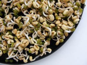bean-sprouts (3)