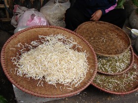 bean-sprouts (4)