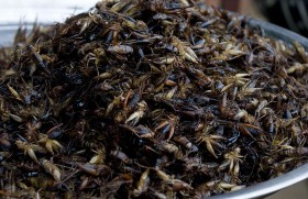 insects-8