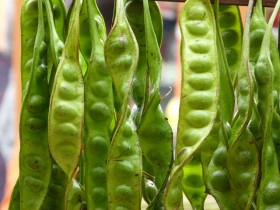 stinky-beans (5)