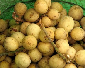 langsat (2)