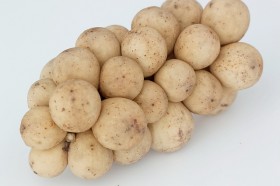 longkong, langsat, or duku
