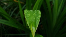 pandan (6)