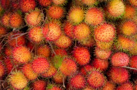rambutan (6)