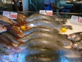 barramundi (5)