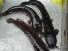 catfish (1)