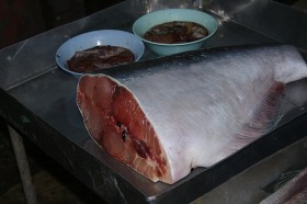 catfish (3)