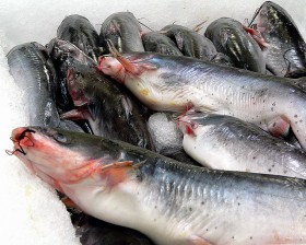 catfish (4)
