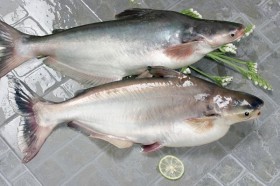pangasius (1)