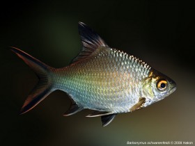 silver-barb (2)