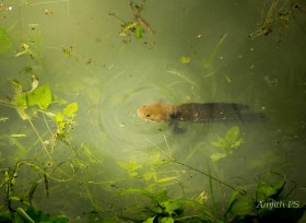 snakehead (1)