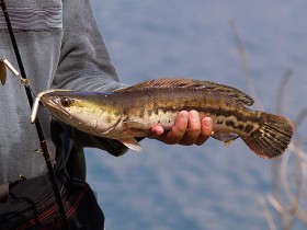 snakehead (3)