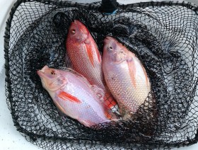tilapia (3)