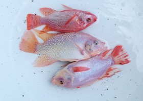tilapia (4)