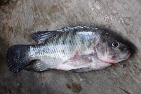 tilapia (8)