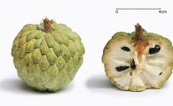 Нойна — сахарное яблоко (Sugar Apple, น้อยหน่า) 