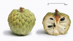 noina-sugar apple (1)