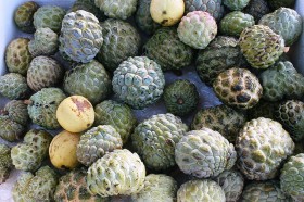 noina-sugar apple (4)