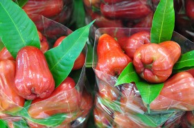rose-apple (4)