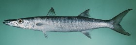 barracuda-2