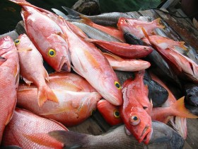 lutjanus-snapper-3
