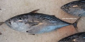 mackerel-tuna