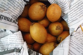 sapodilla-lamut (2)